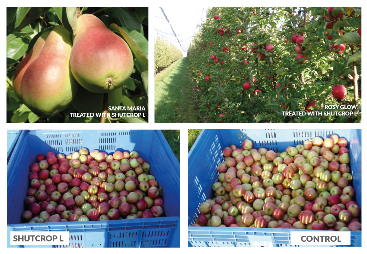 shutcrop results