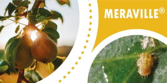 meraville