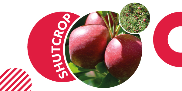shutcrop