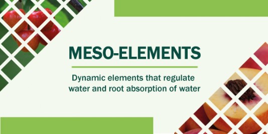 meso elements